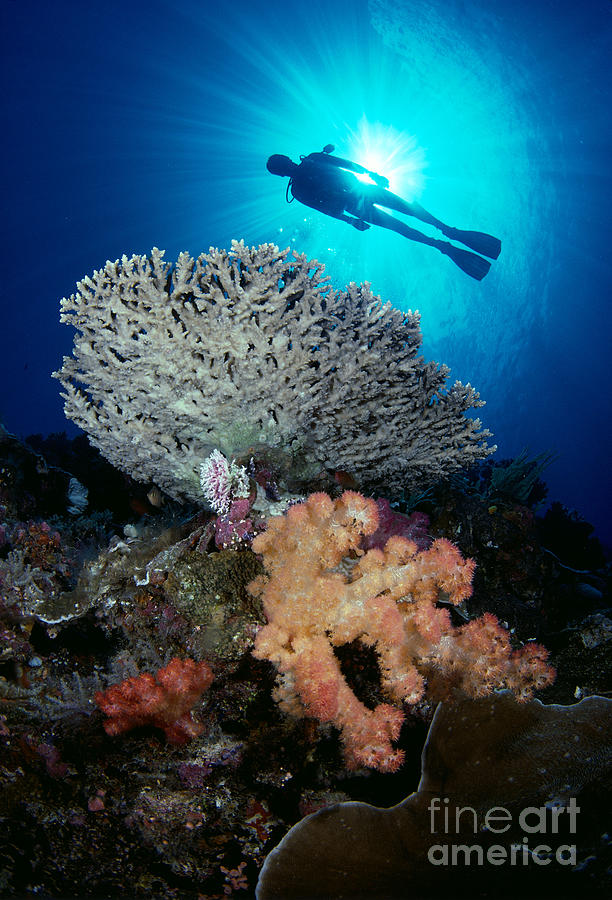 Palau, Diving Photograph by Dave Fleetham - Printscapes