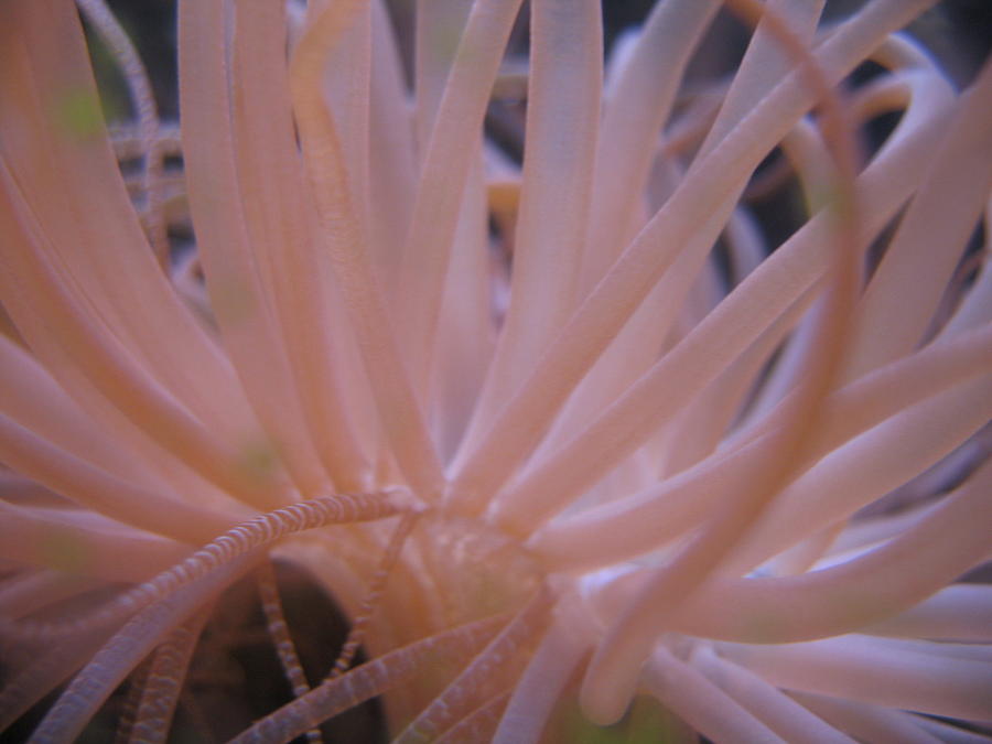 Coral Reef Photograph - Pale Anemone by Nick Flavin
