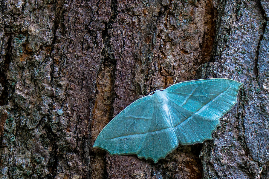 Moth Photograph - Pale Beauty by Kristin Hunt