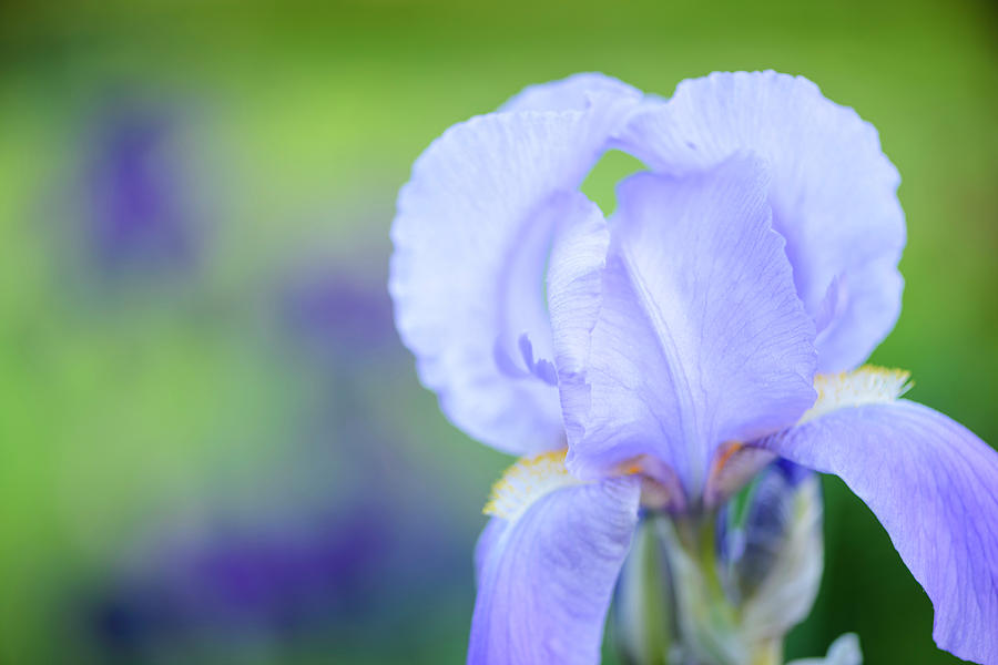 Pale Blue Iris Photograph by Oscar Gutierrez