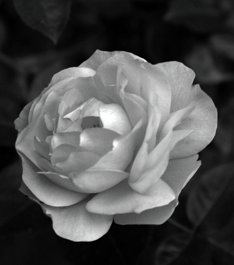 Pale Cabbage Rose BW 0374 H_4BW Photograph by Steven Ward
