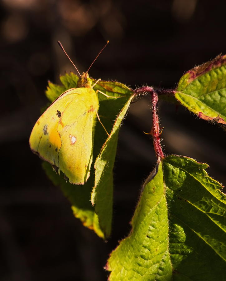 Pale Clouded Yellow Butterfly Photograph