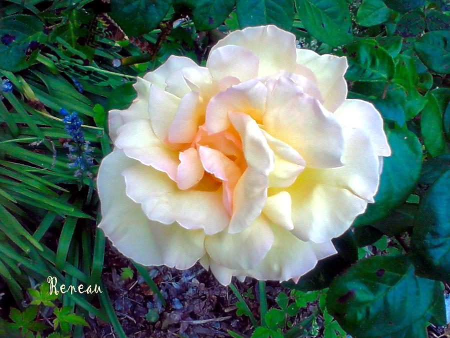 Pale Cream-apricot Rose Photograph by A L Sadie Reneau