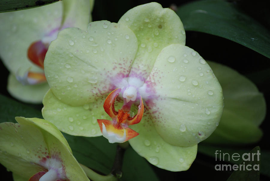 Pale Green Orchid Blanketed in Dew Drops Photograph by DejaVu Designs