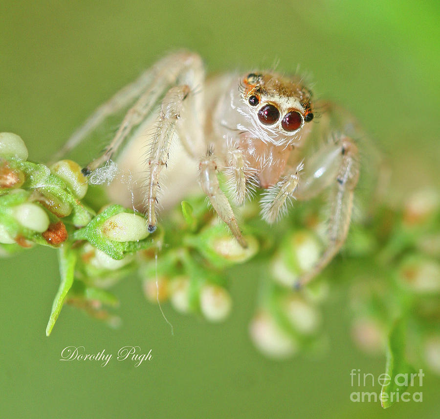 Pale Jumping Spider  Photograph by Dorothy Pugh