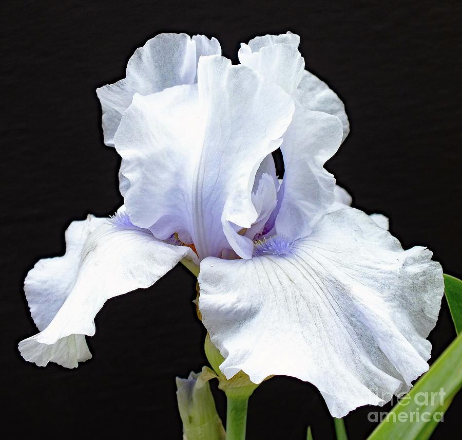 Pale Lavender - Bearded Iris Photograph by Cindy Treger