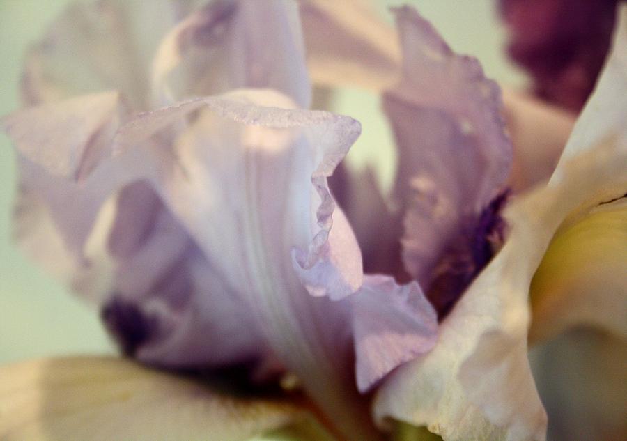 Pale Lilac Iris Abstract Photograph by Taiche Acrylic Art