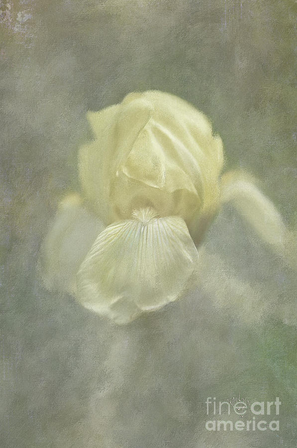 Iris Digital Art - Pale Misty Iris by Lois Bryan