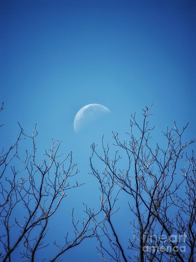 Pale Moon Rising Photograph by Diana Rajala