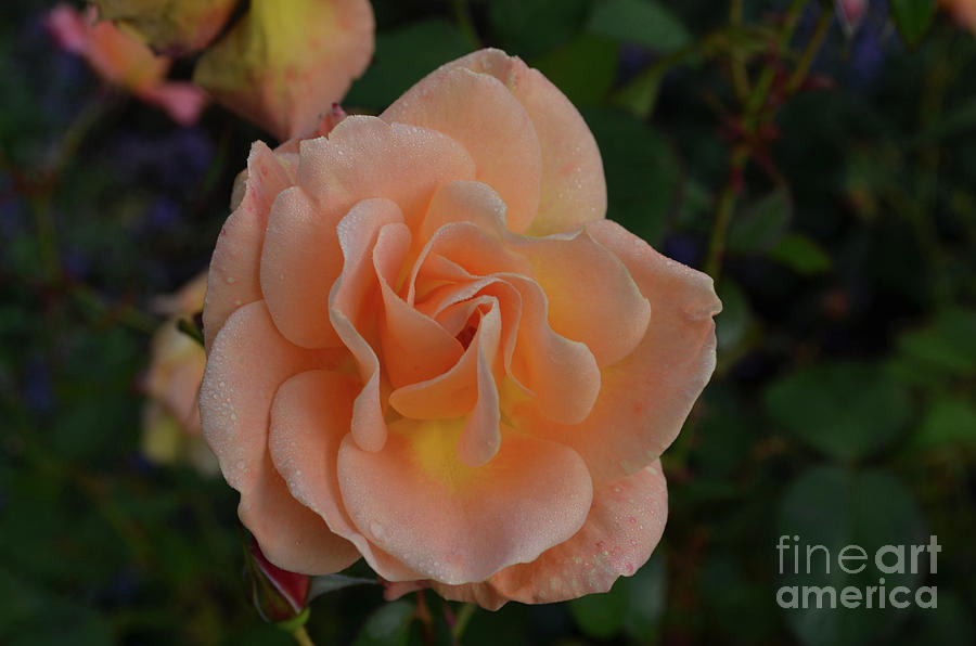 Pale Peach Flowering Rose Blossom in a Garden Photograph by DejaVu Designs