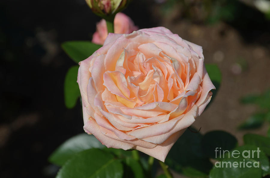 Pale Peach Rose Blossom in a Garden Flowering Photograph by DejaVu Designs