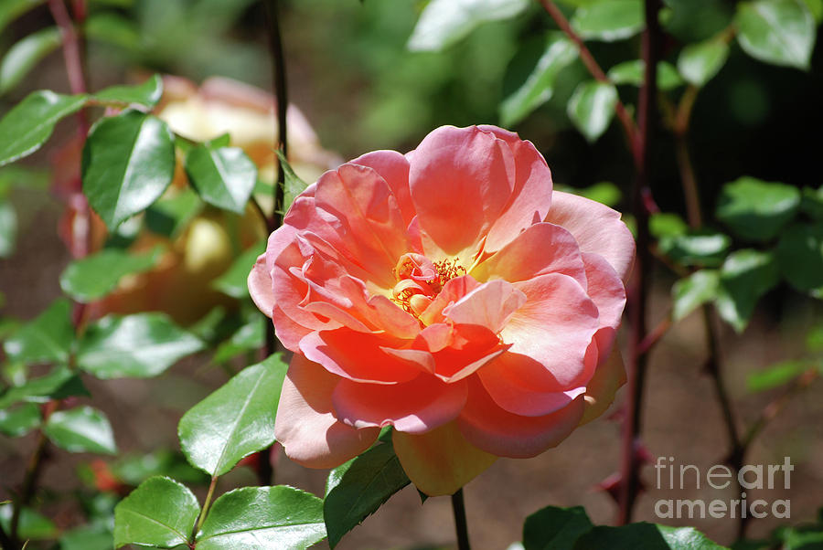 Pale Peach Rose Blossom in a Rose Garden Photograph by DejaVu Designs