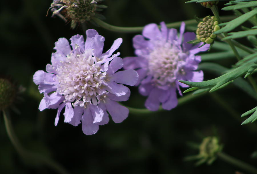 Pale Periwinkle Purple Pincushion Flower Photograph by Colleen Cornelius