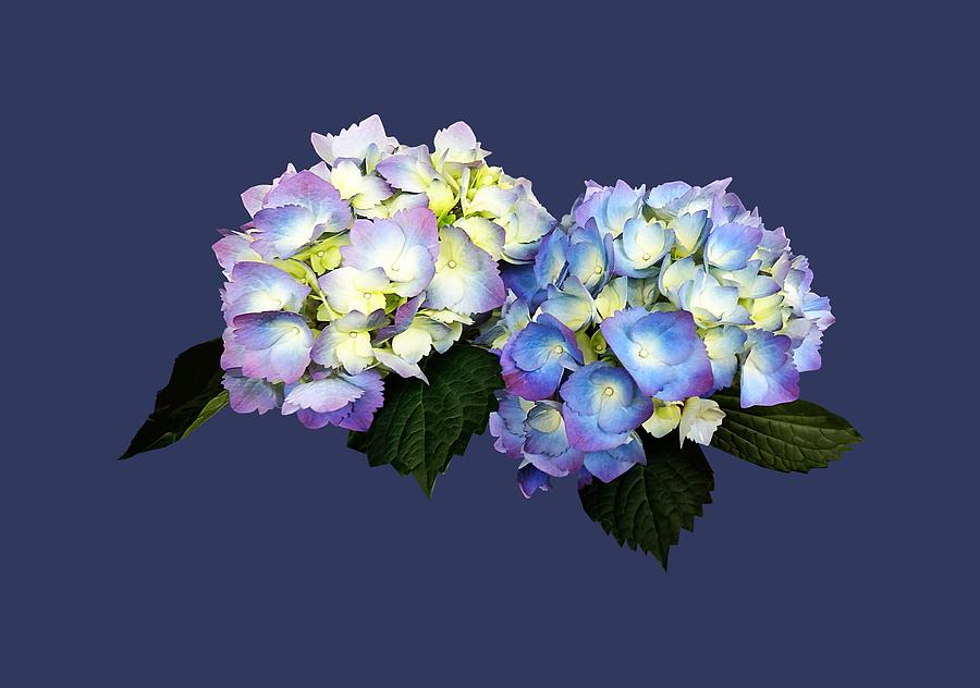Pale Pink and Blue Hydrangea Photograph by Susan Savad