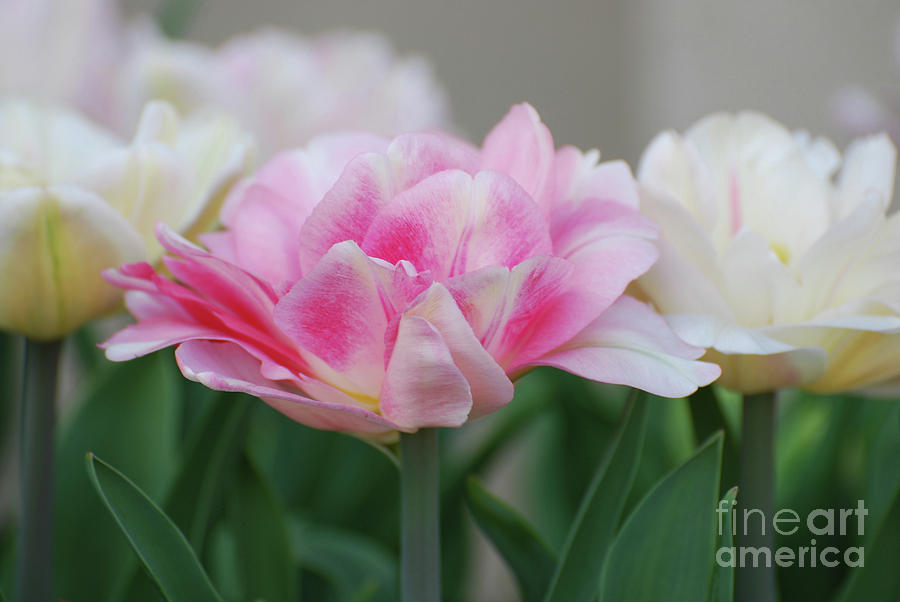 Pale Pink and White Parrot Tulips in a Garden Photograph by DejaVu Designs