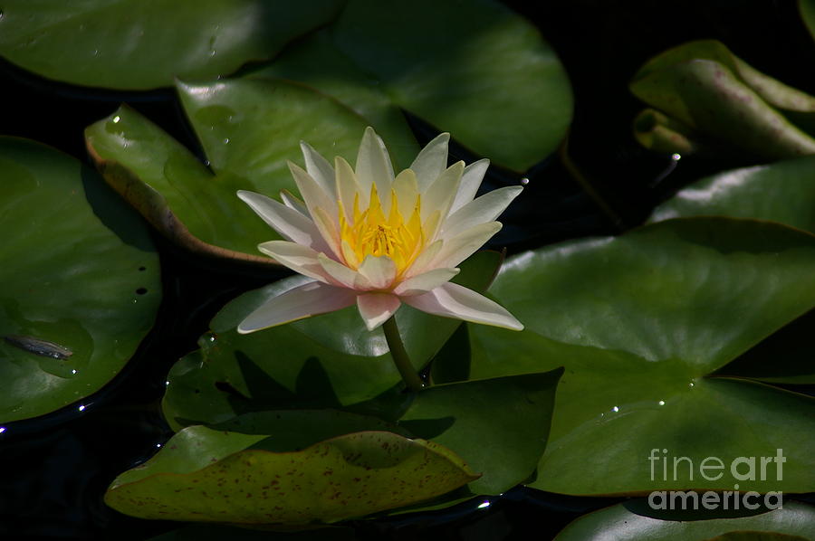 Pale Pink and Yellow Lotus Waterlily Photograph by Jackie Irwin