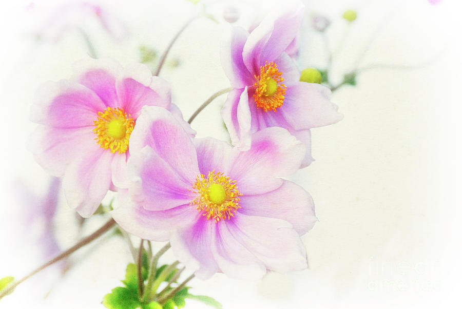 Pale Pink Anemone Photograph by Jim And Emily Bush