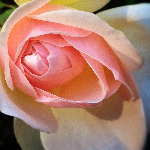 Nature Photograph - Pale Pink Beauty #rose #pink #flower by Amy Beam