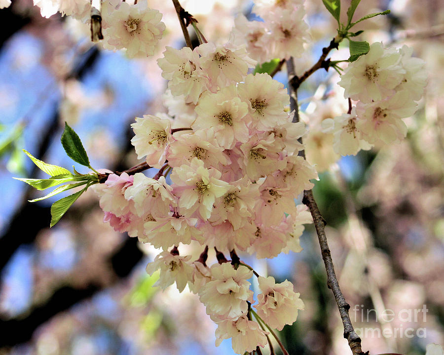 Pale Pink Blossoms Photograph by Smilin Eyes Treasures