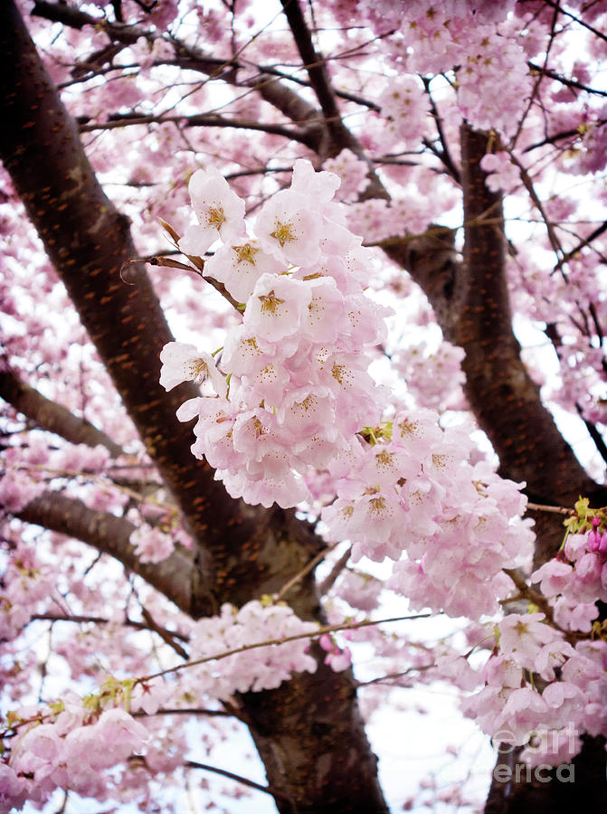 Pale Pink Cherry Blossoms Photograph by Maria Janicki
