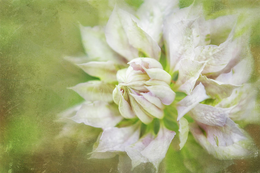 Flowers Still Life Photograph - Pale Pink Clematis by Belinda Greb