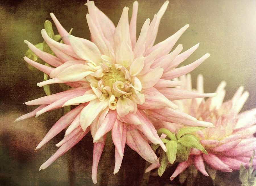 Pale Pink Dahlia by Jackie Farnsworth Pale Pink Dahlia by Jackie Farnsworth