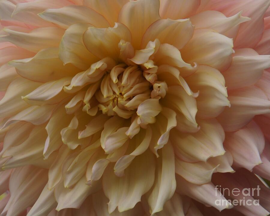 Pale Pink Dahlia Photograph by Patricia Strand
