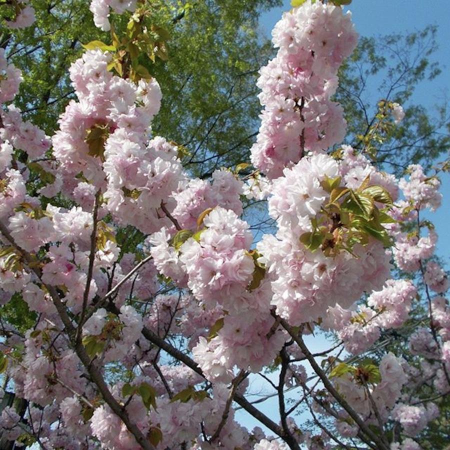 Avicii Photograph - Pale Pink Double Cherry Blossoms...^o^ by Sakura Eyes
