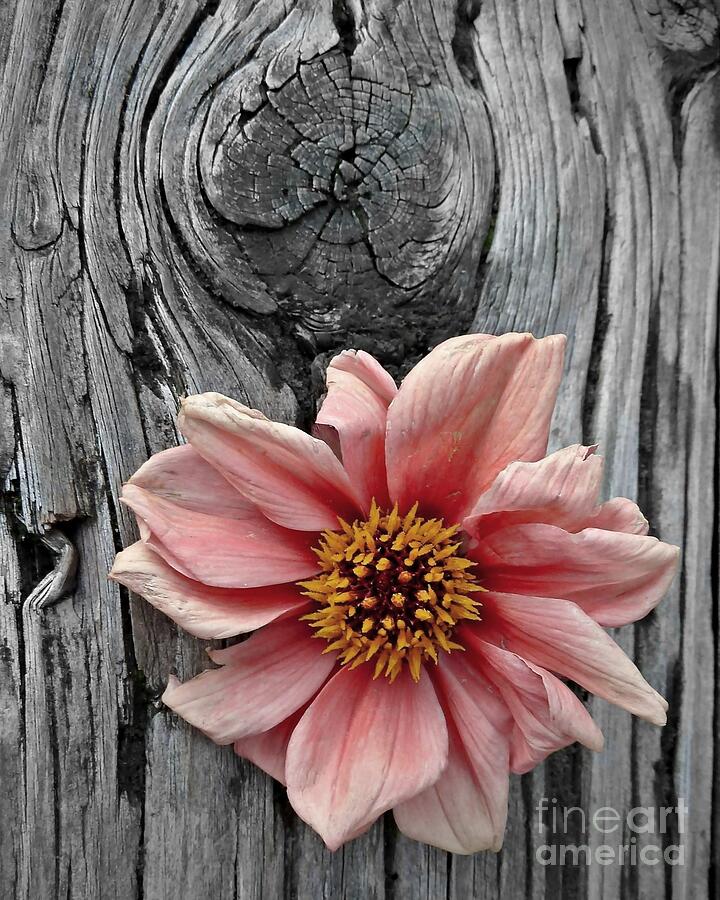 Pale Pink Flower on Wood Photograph by Patricia Strand