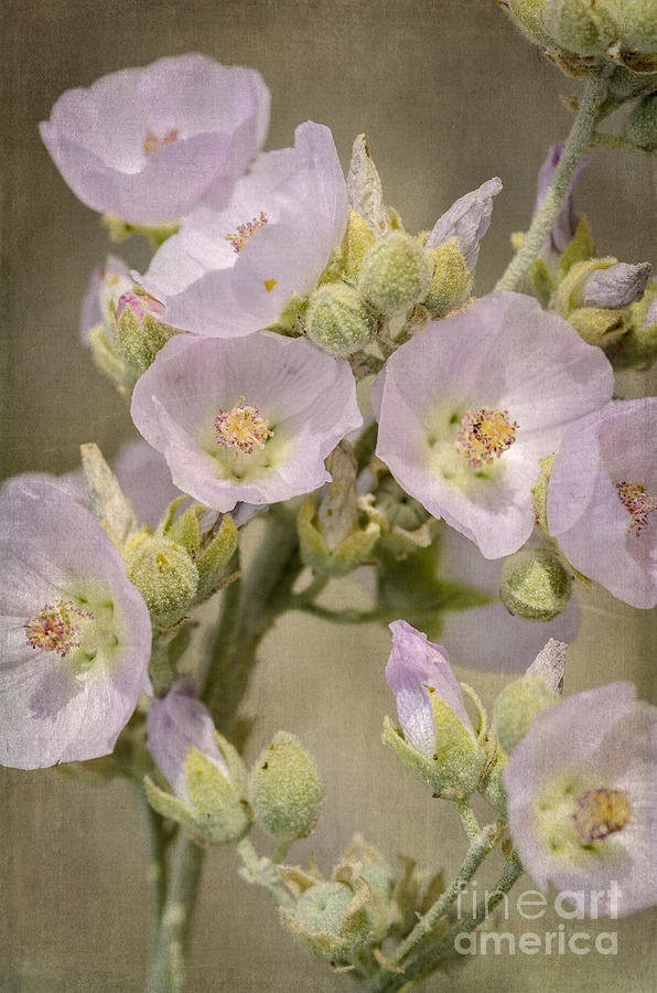 Pale Pink Globemallow Bouquet Photograph by Tamara Becker