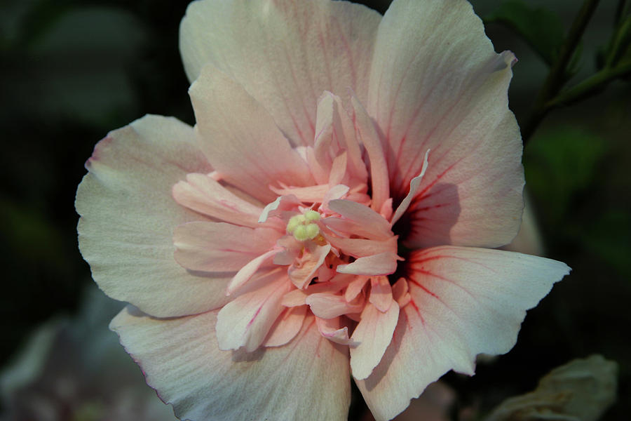 Pale Pink Hibiscus 3610 H_2 Photograph by Steven Ward