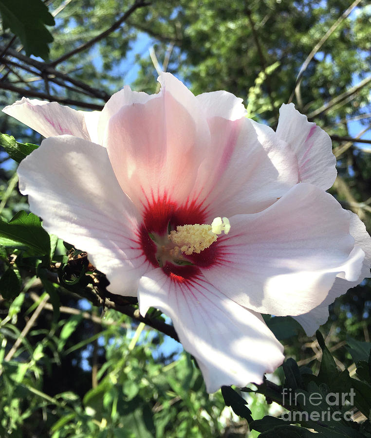 Pale Pink Hibiscus Photograph by CAC Graphics