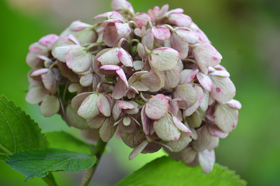 Pale Pink Hydrangea Photograph by Maria Urso