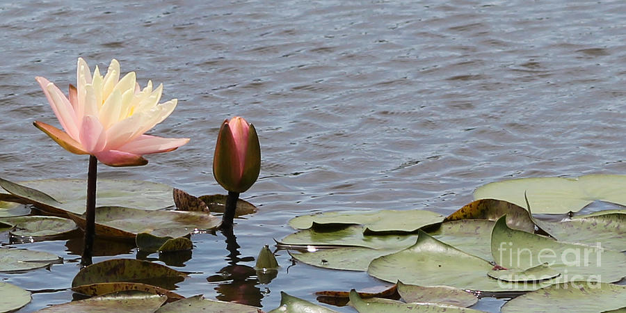 Pale Pink Photograph - Pale Pink Lily and Bud by Vivian Bound Pale Pink Photograph - Pale Pink Lily and Bud by Vivian Bound