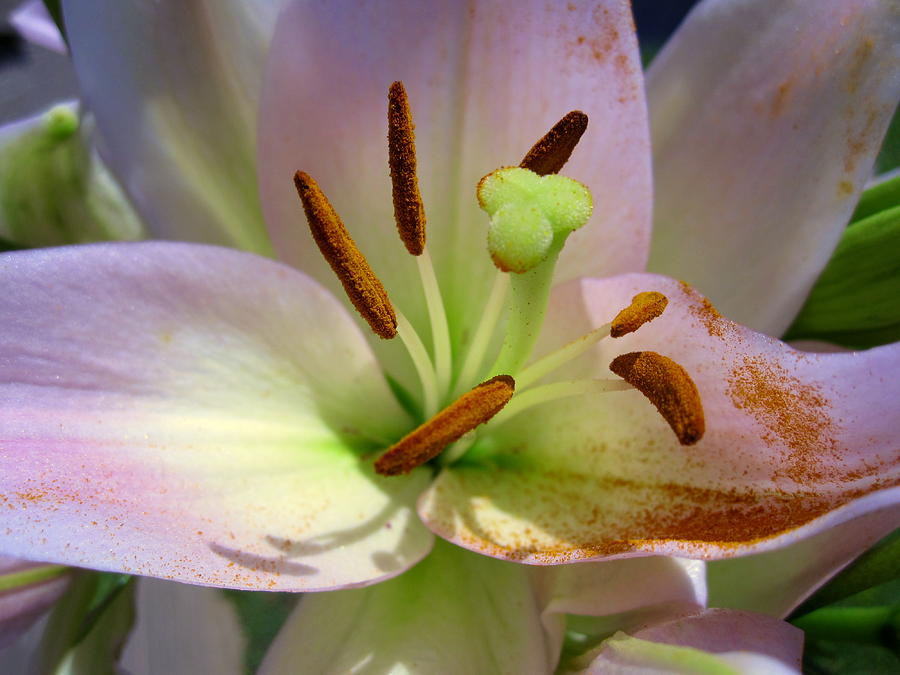 Flower Photograph - Pale Pink Lily by Bonita Brandt