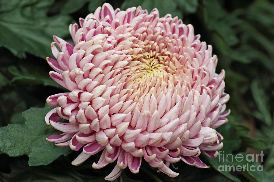 Pale Pink Mum Photograph by Mary Haber
