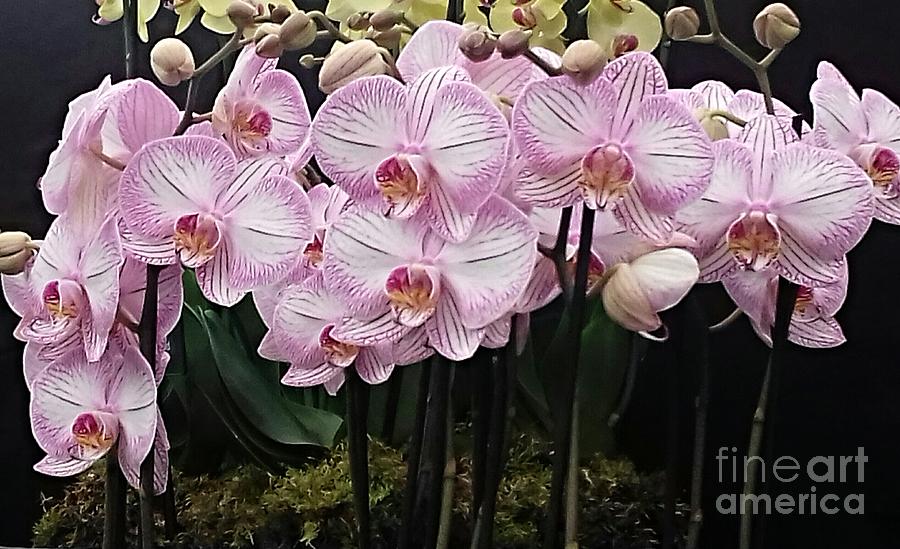 Pale Pink Orchids 2 Photograph by Joan-Violet Stretch