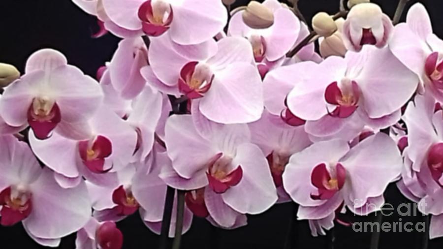 Pale Pink Orchids Photograph by Joan-Violet Stretch
