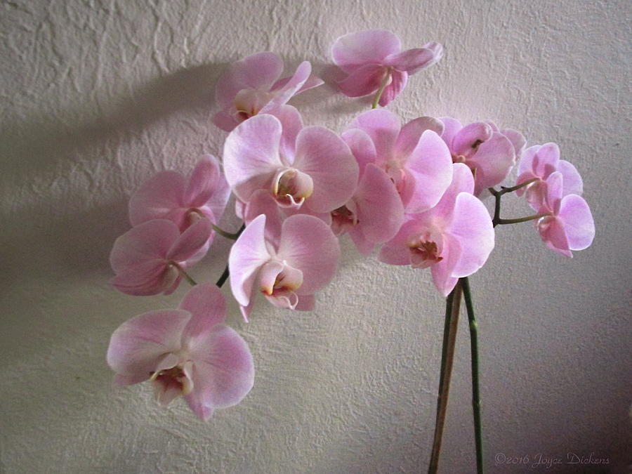 Pale Pink Orchids Photograph by Joyce Dickens