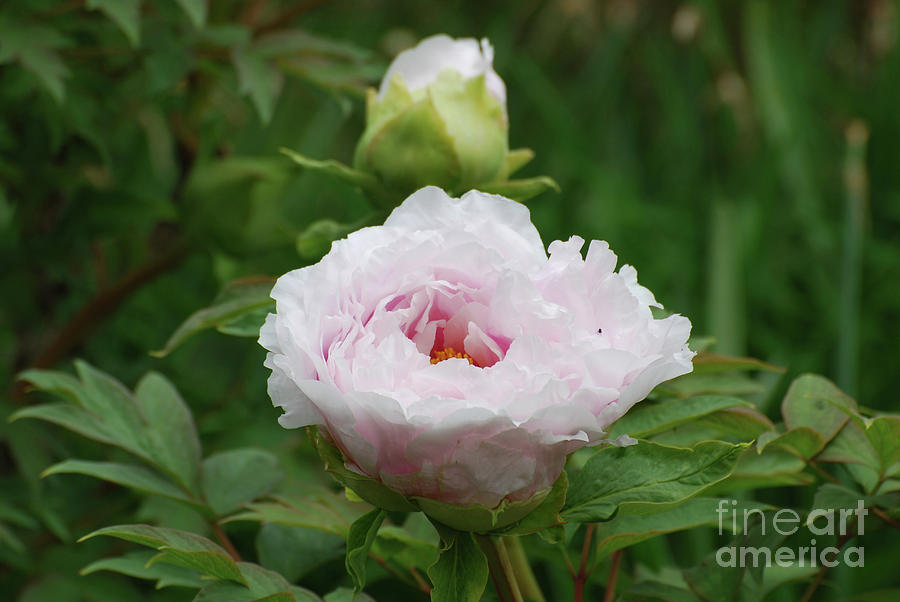 Pale Pink Peony Flowering in a Garden Photograph by DejaVu Designs