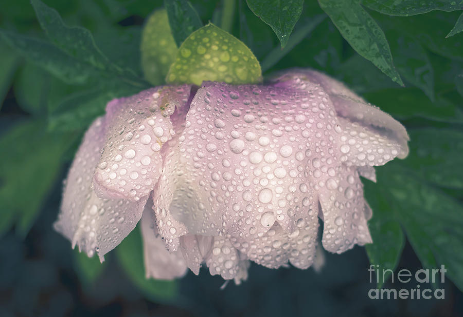 Pale Pink Peony in the Rain Photograph by Cheryl Baxter