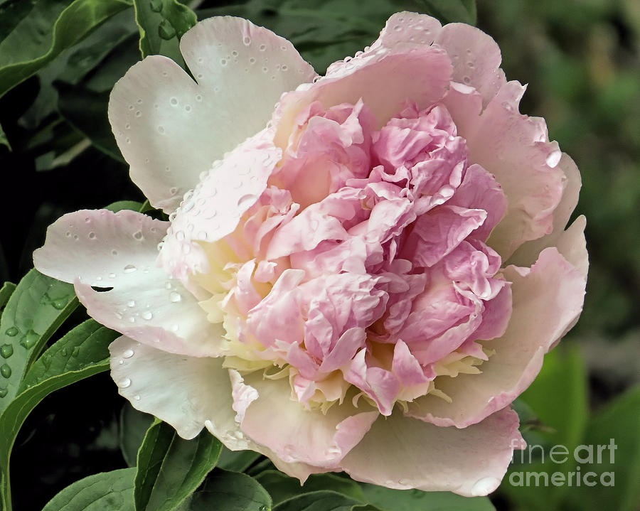 Flower Photograph - Pale Pink Peony by Janice Drew
