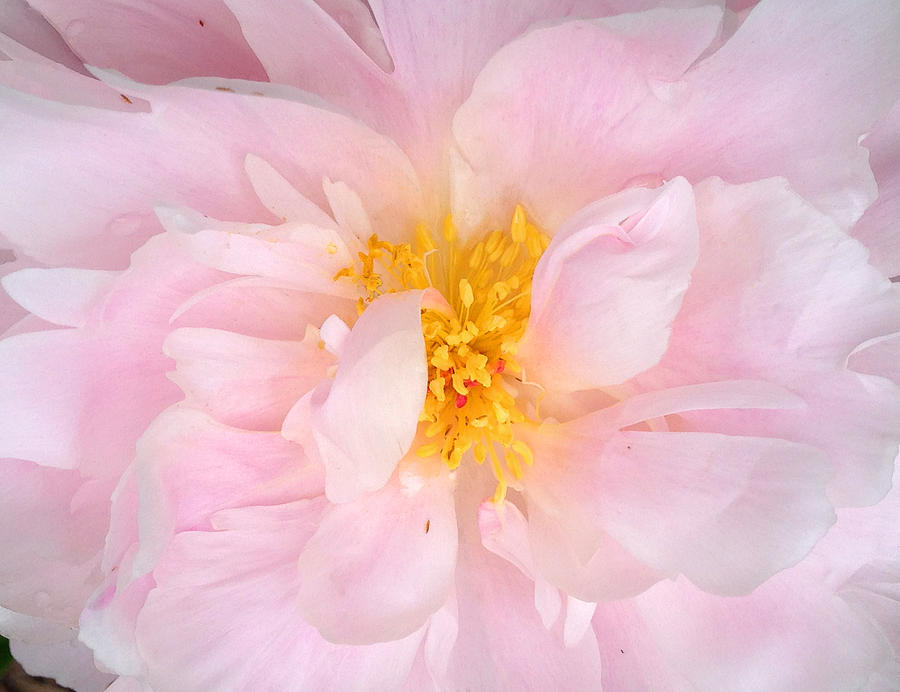 Pale Pink Peony Photograph by Mary Bedy