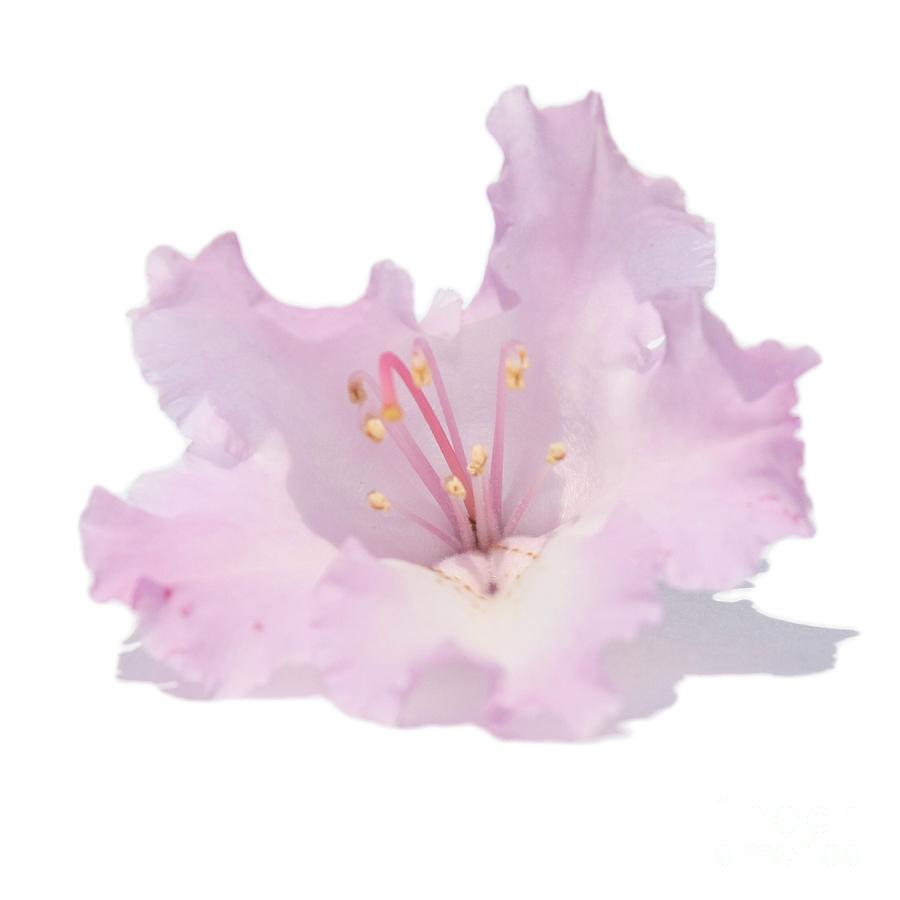 Pale Pink Rhododendron on Transparent background Photograph by Terri Waters