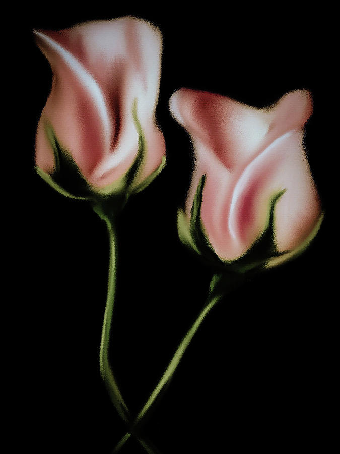 Pale Pink Romance Roses Digital Art by Michele Koutris