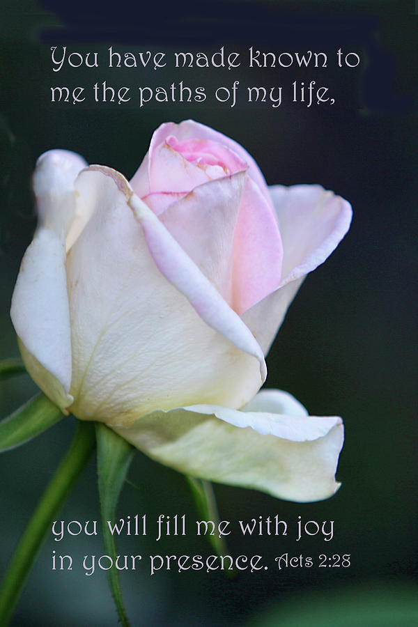 Pale Pink Rose Acts 2 v 28 Photograph by Linda Phelps