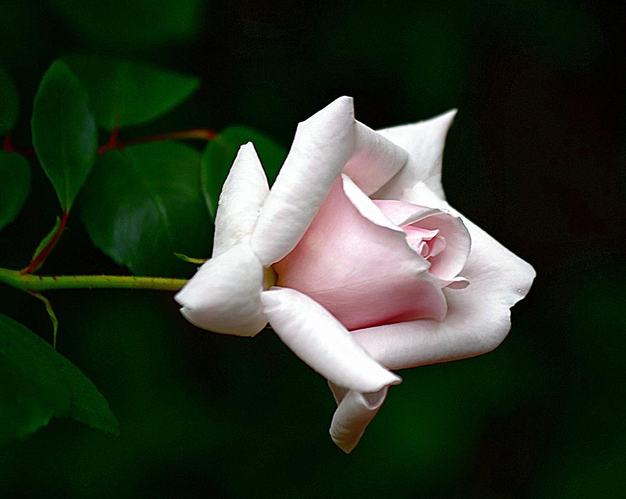 Pale Pink Rose Bud by Karen McKenzie McAdoo