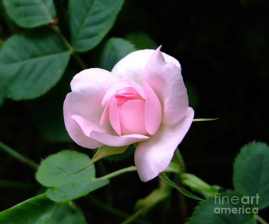 Pale Pink Rose Photograph by Julia Underwood