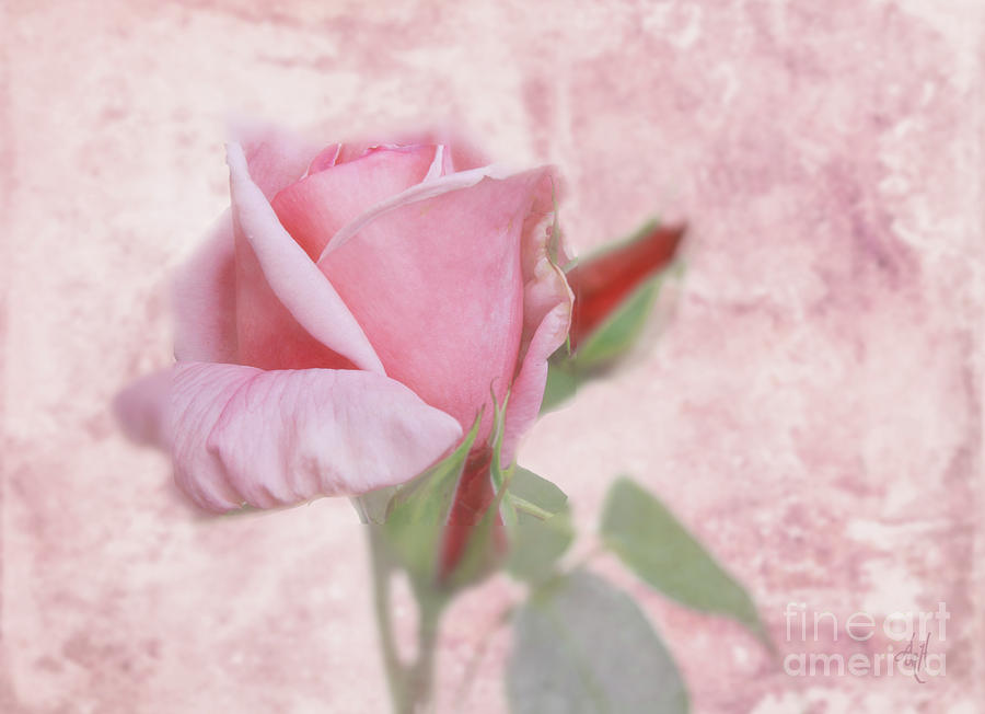 Pale Pink Rose Digital Art by Victoria Harrington