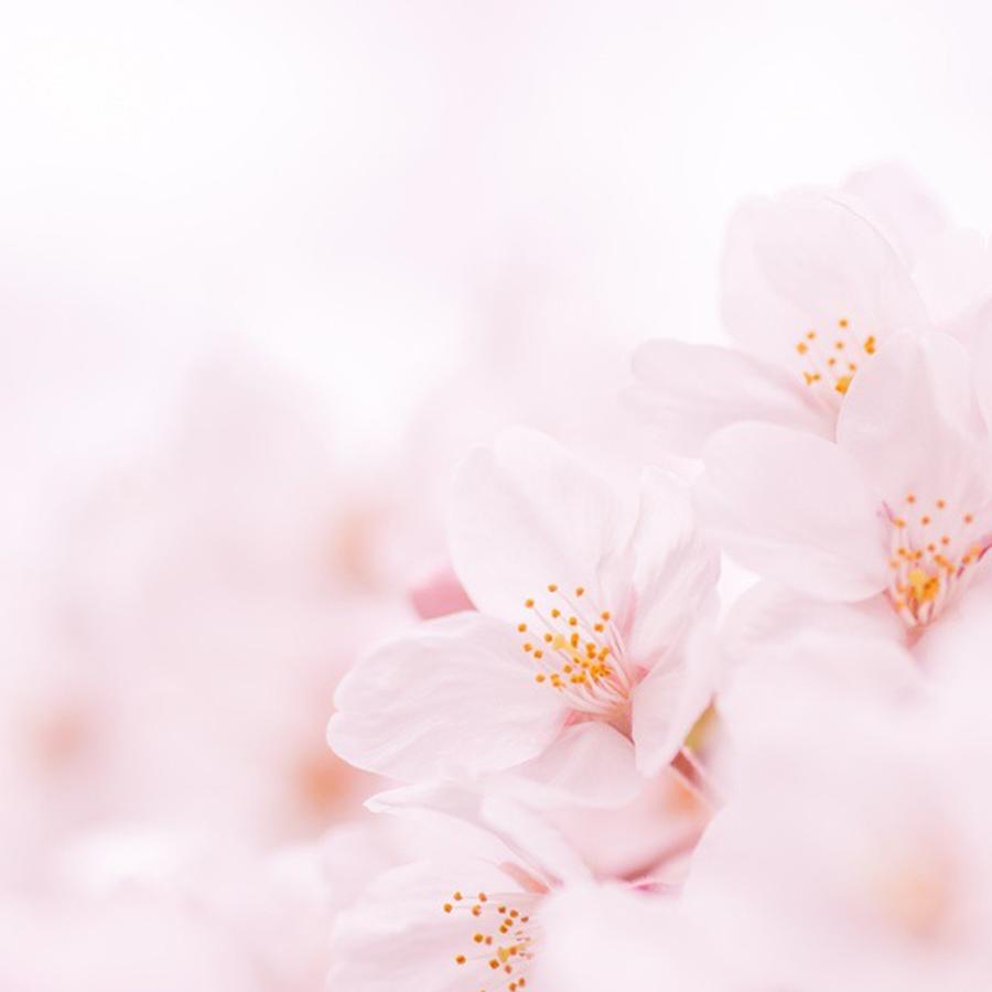 Pale Pink Photograph by Toshinori Inomoto